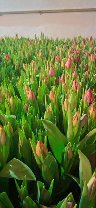 Тюльпаны в Караганде - опт и розница