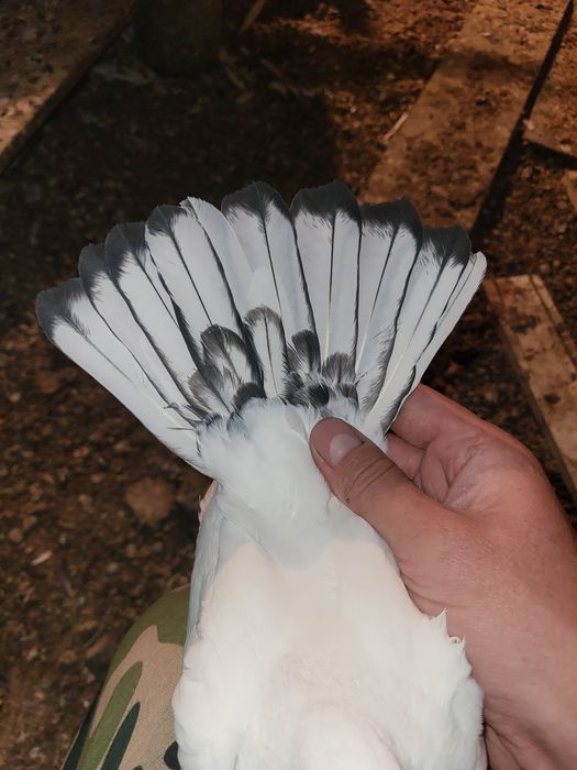 Голуби птица Персы