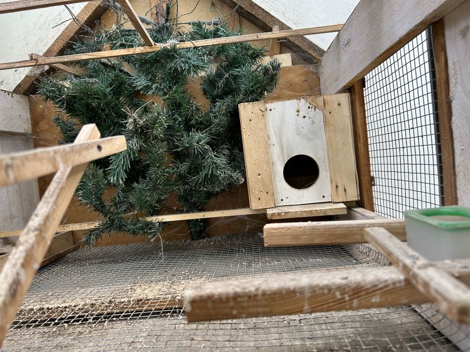 Cusca pentru pasari mici ,exotice