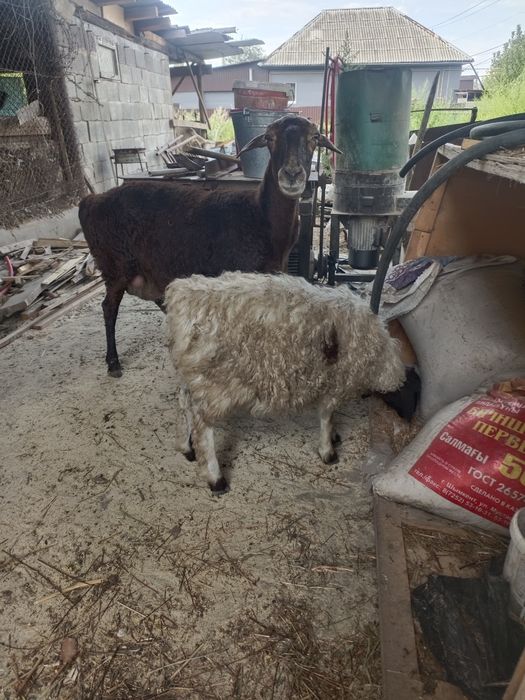 Продам барана с токтушкой