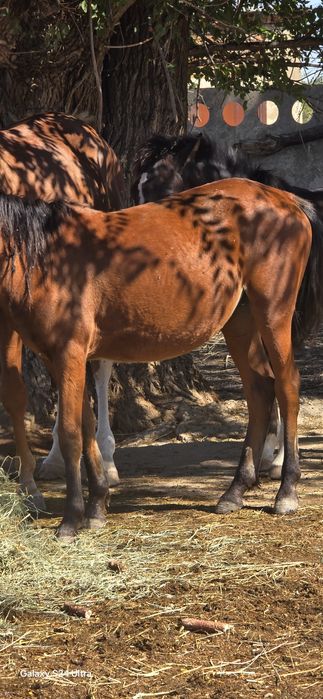 Продам кобылу беременную