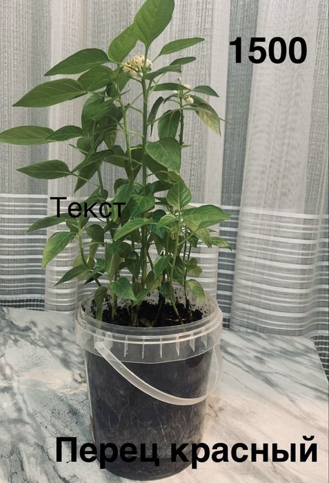 Комнатные  цветы разные