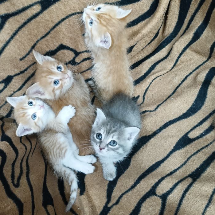 Котята в добрые руки