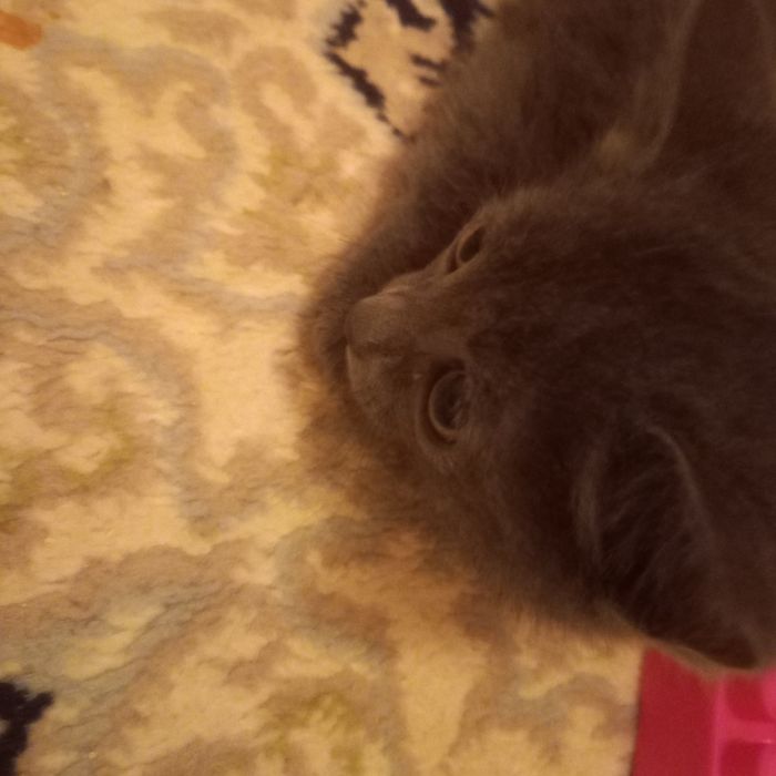 Котёнок мальчик  1,5 месяца