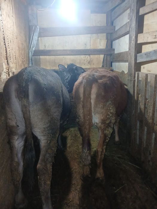 Тёлочки продам 2 Тёлочки жирные