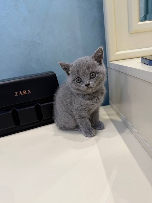 Кошка скотиш страйт