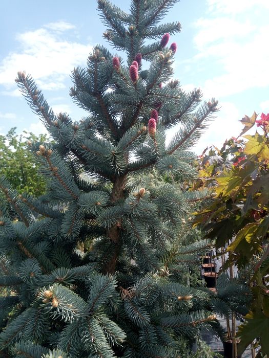 Tuia arbusti ornamentali ( sau pentru garduri vii)