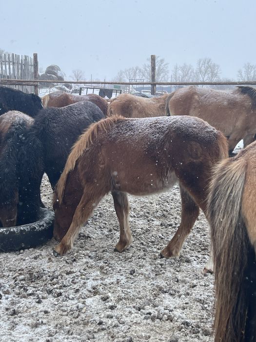 Продам жабажы еркек