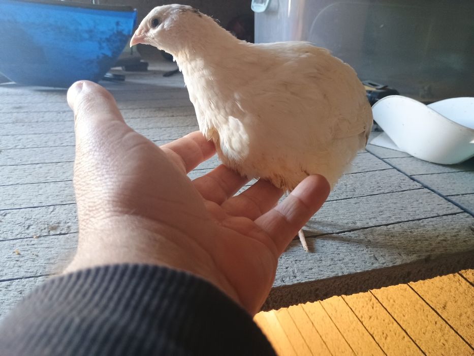 Prepelițe polare xxl