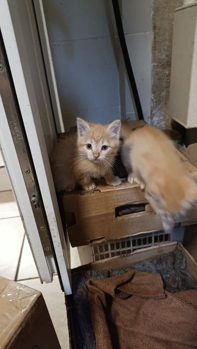 Отдам котят бесплатно