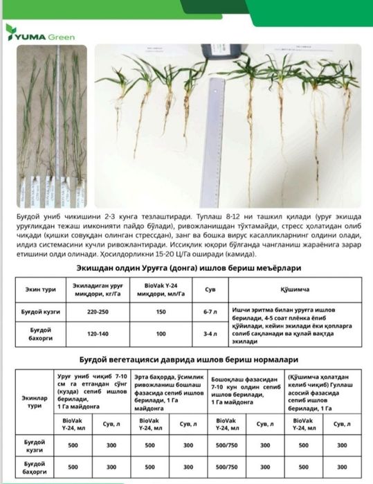 BIOVAK Y 24  AGRO maxsulot