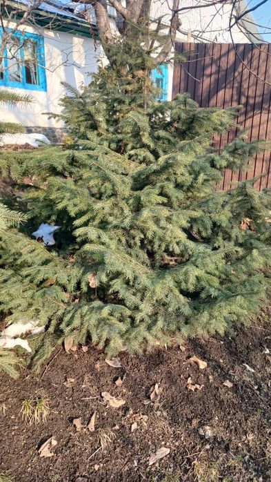 Продам ели Тань-Шаньские