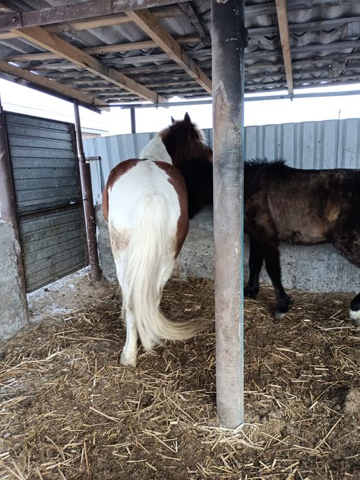 Жеребец горный алстайский