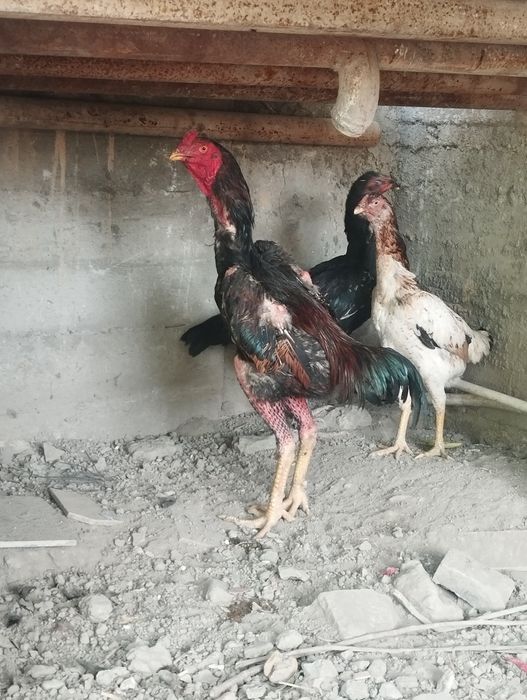 Dakan xoroz sotiladi 9 oyli