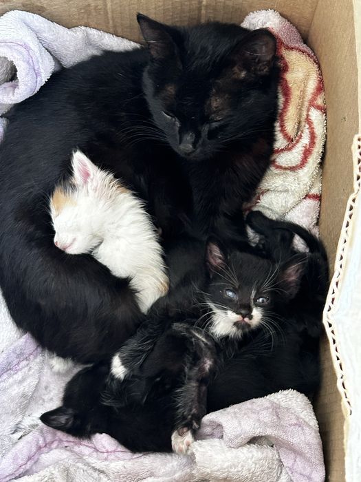 Красивые котятки