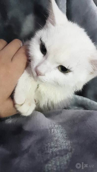 Turetskiy angora