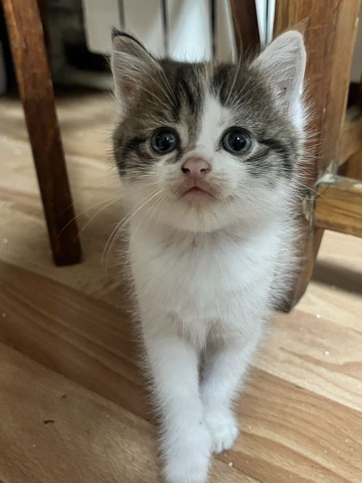 котята (в добрые руки)
