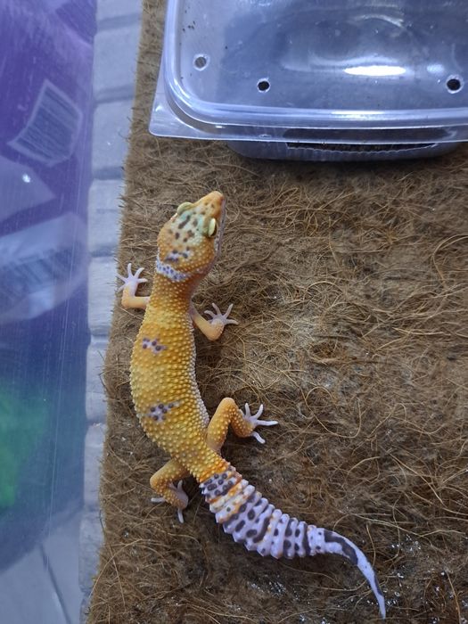Эублефары в зоомагазине