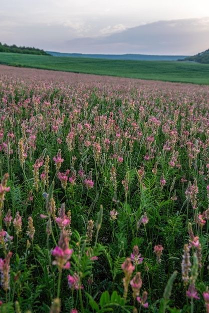 Семена эспарцет экспорцет экспарсет