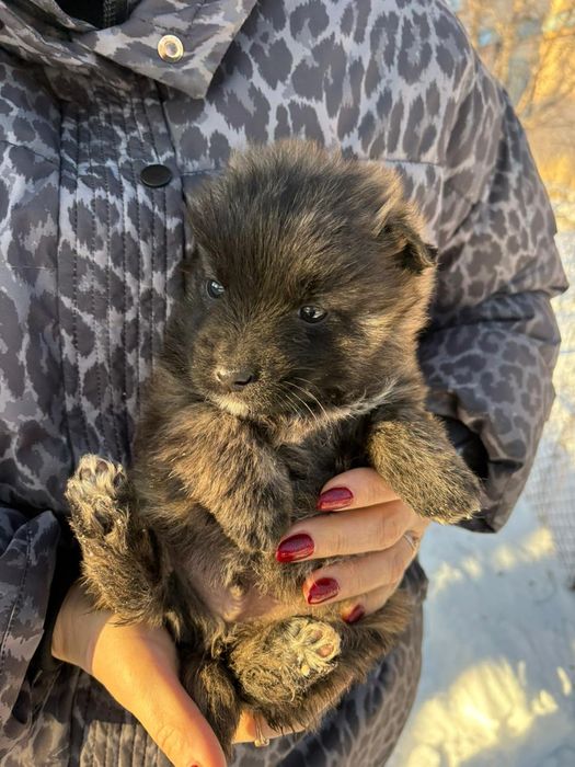 Щенки в добрые руки!