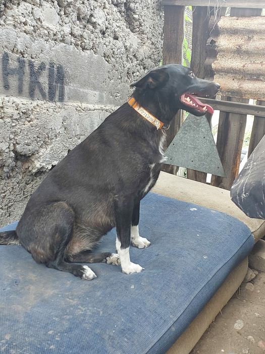 Пропала собака девочка