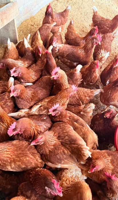 Ferma de găini roșii ouătoare rasă issa BRWON vă  oferim înspre vânzar