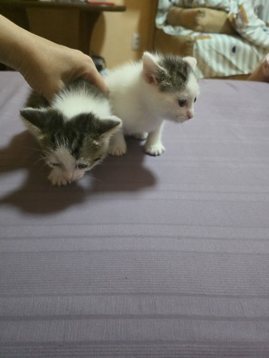 Отдам котят в добрые руки