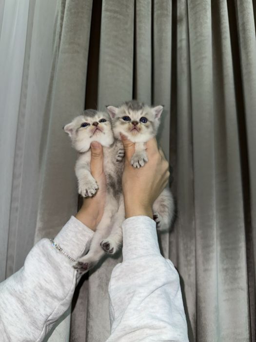 Мушукчалар