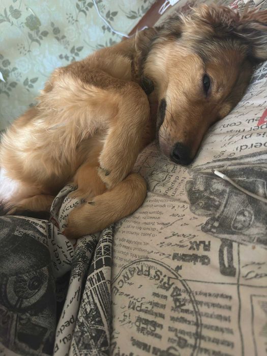 Пропала собака по кличке Рокси