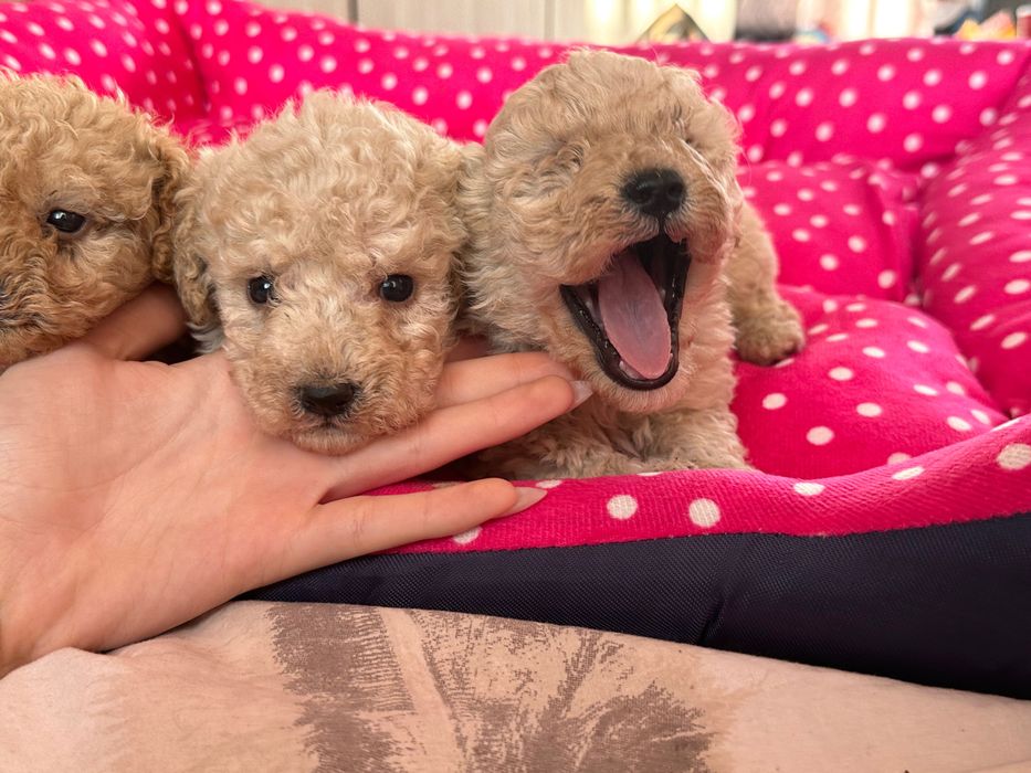 Той пудел, пуделчета