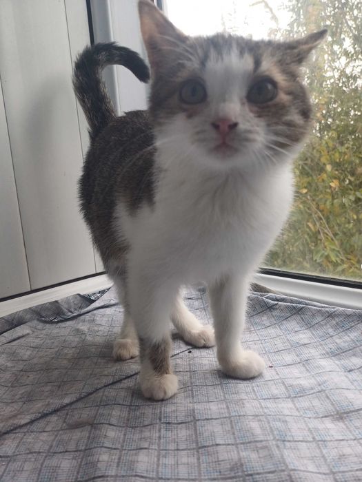 В добрые ответственные руки