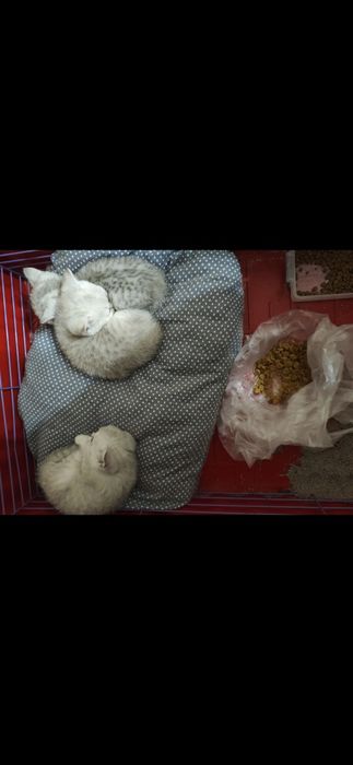 Котята Шиншилла серебро