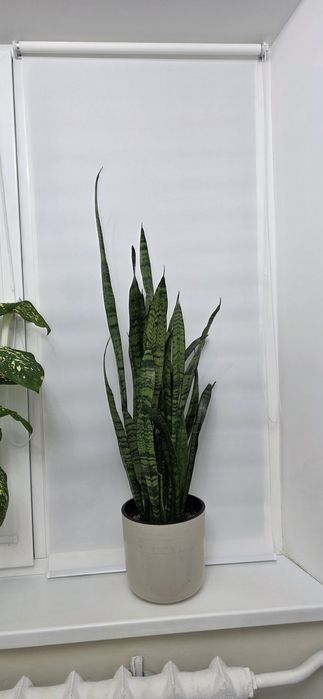 Продам комнатные цветы