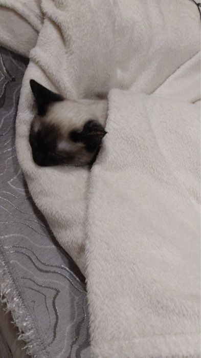 Ищем мужа для кошечки