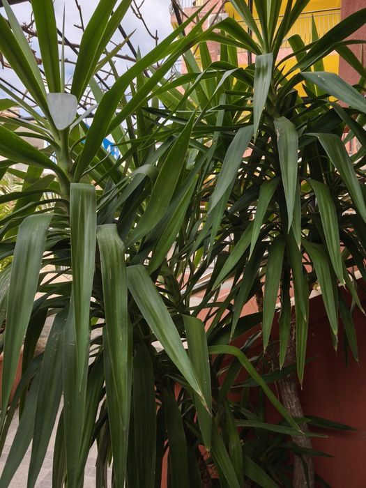 Голяма Юка  над 2 метра