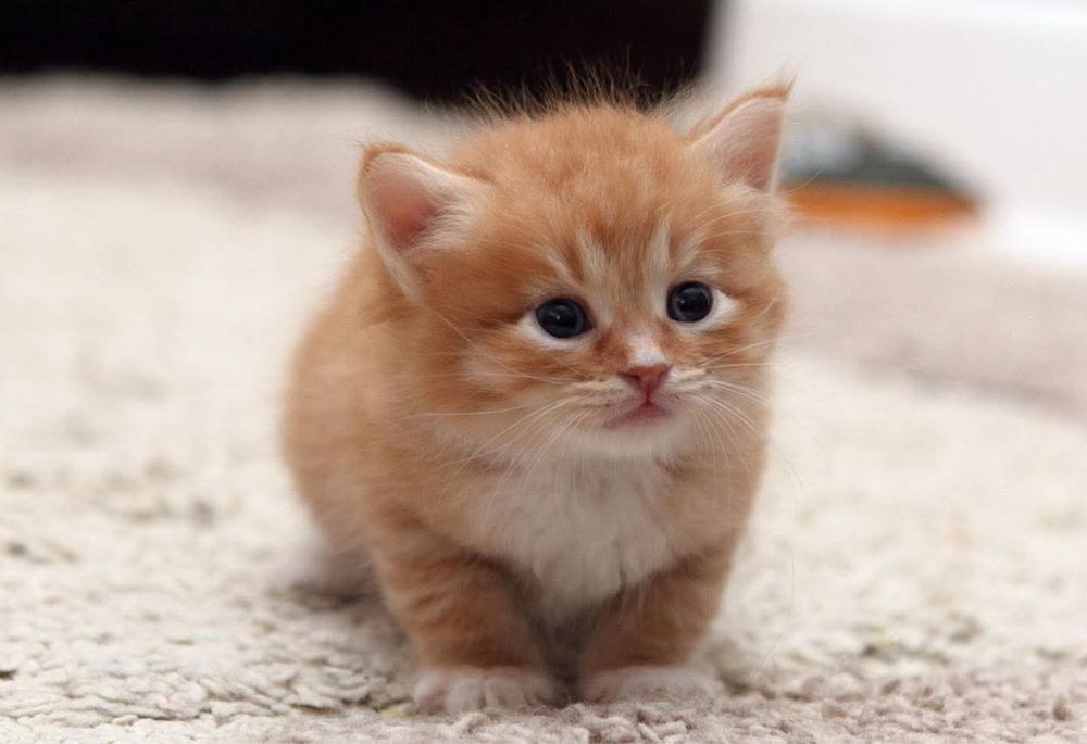 Siberiana de padure mascul