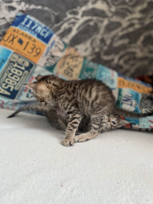 Продам котят 1,5 мес.