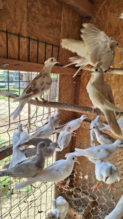 Turturele Râzătoare ... Cucuruzi