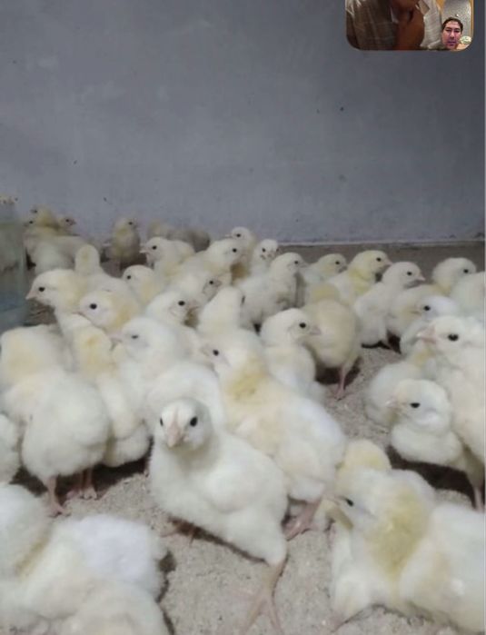 Цыплята бройлеров