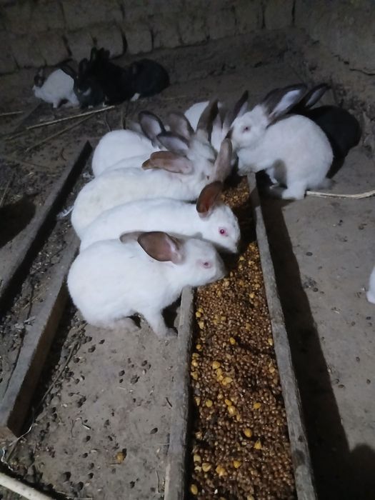 Quyon sotilad 4 hil zotidan bor nafhlar 300000 da 50 gach bor