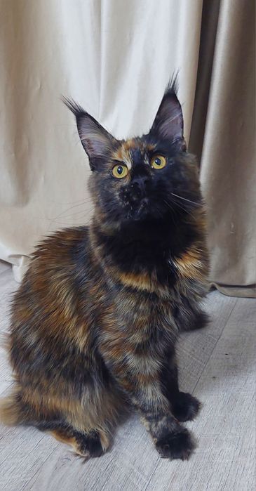 Кошечка Мей-кун  5 месяцев