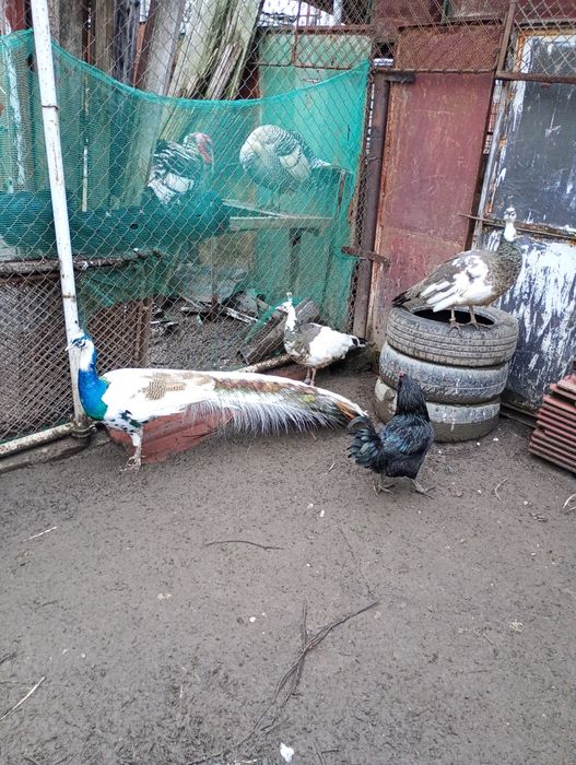 Pauni arlechin maturi și tineri arlechin .