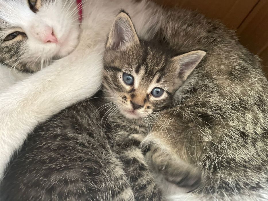 кошка таби котик