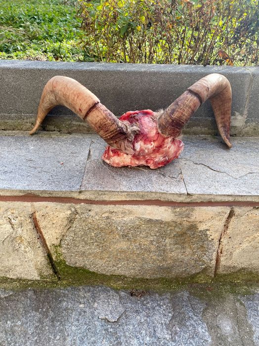 Предлагам рога/Трофей