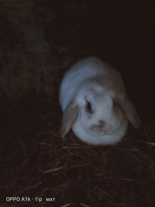 Продам крол и кролиха