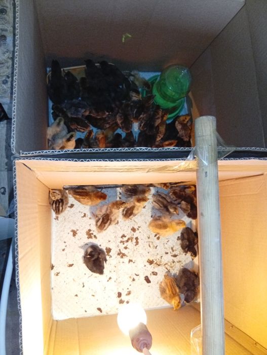 Цыплята 2недели продам