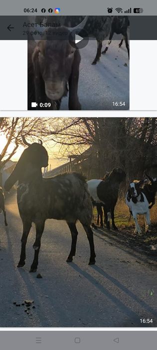 Буаз ешкілер сатылады