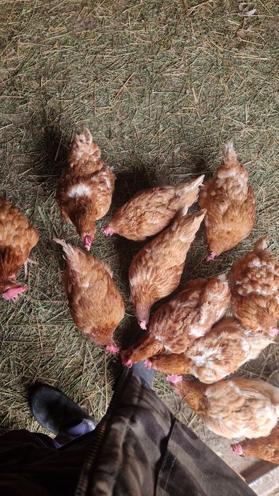 Продам Несушек Ломан Браун