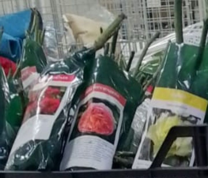 Саженцы роз,разные для дома