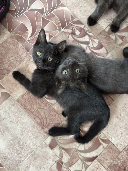 Котята бесплатно